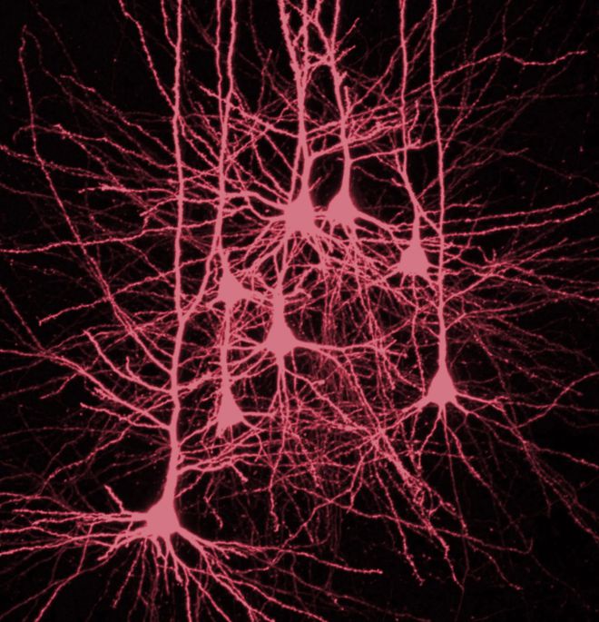 科学家揭示大脑的夜间活动不朽情缘正版记忆与睡眠：(图2)